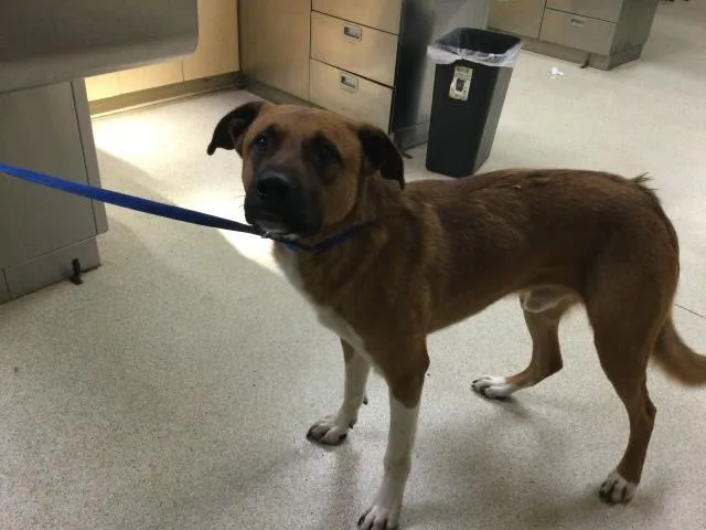 An adult large-sized male German Shepherd Dog dog named Jack for adoption in Riverside, CA