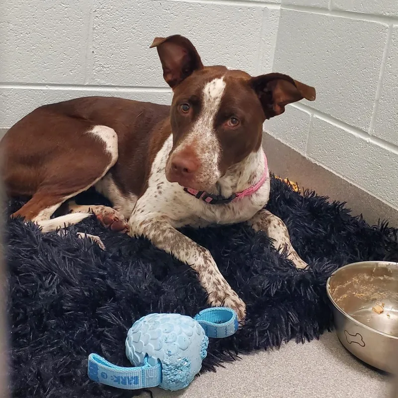 A baby medium-sized female Brown / Chocolate German Shorthaired Pointer dog named Tommi for adoption in Chattanooga, TN