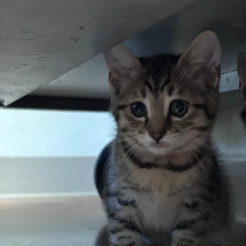 A baby small-sized male Buff / Tan / Fawn Domestic Short Hair cat named Dippin Dot for adoption in Santa Barbara, CA