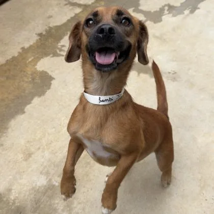 An adult small-sized female Dachshund dog named Bambi for adoption in Morton Grove, IL