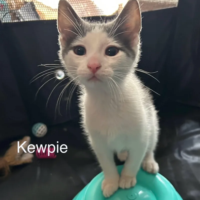 Kewpie thumbnail 4
