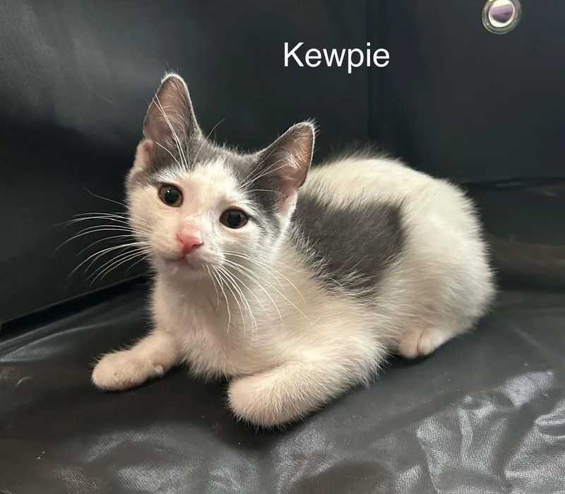 Kewpie thumbnail 6