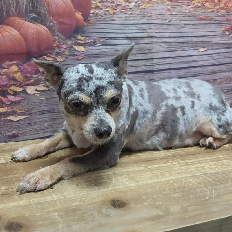 A senior small-sized female Chihuahua dog named Nyx for adoption in Normal, IL