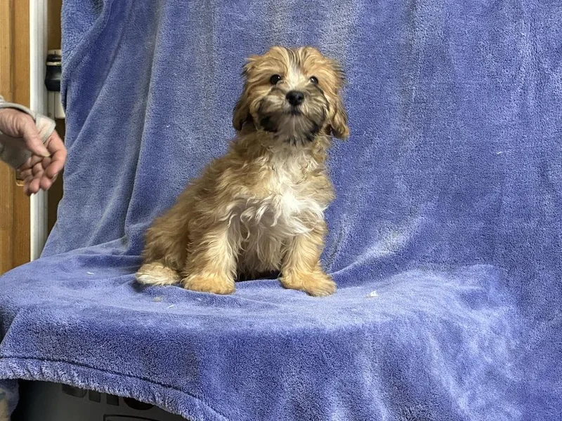 BFyorkie