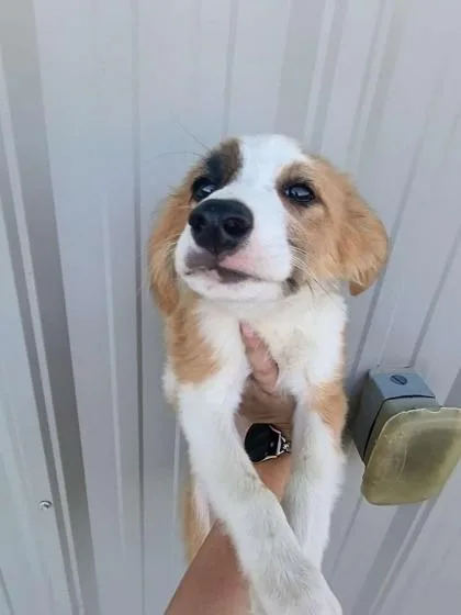 Marshmallow