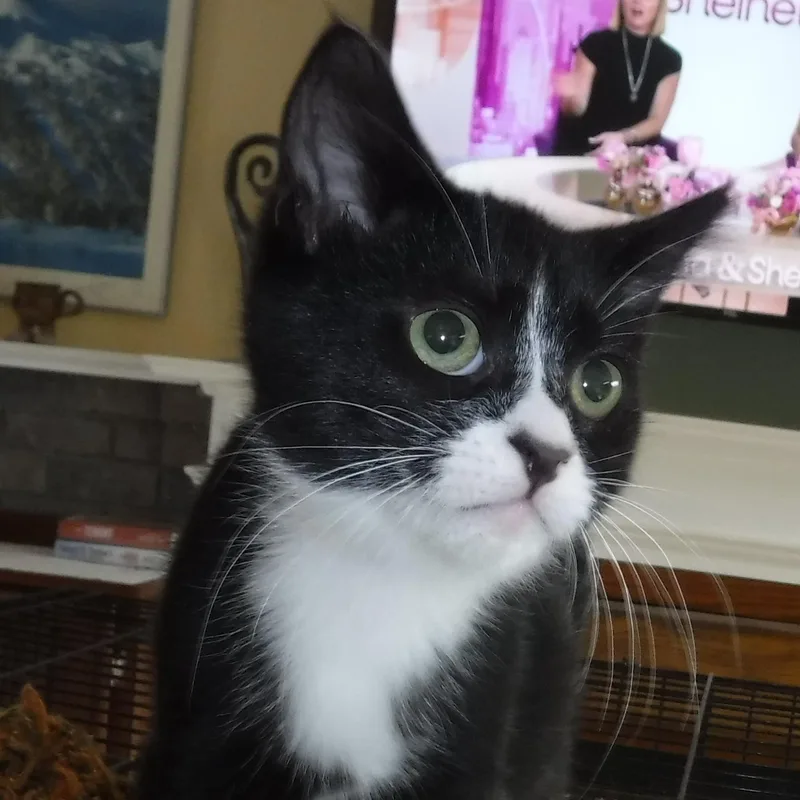 A baby medium-sized male Black & White / Tuxedo Tuxedo cat named Emmett Outgoing and for adoption in Hoquiam, WA
