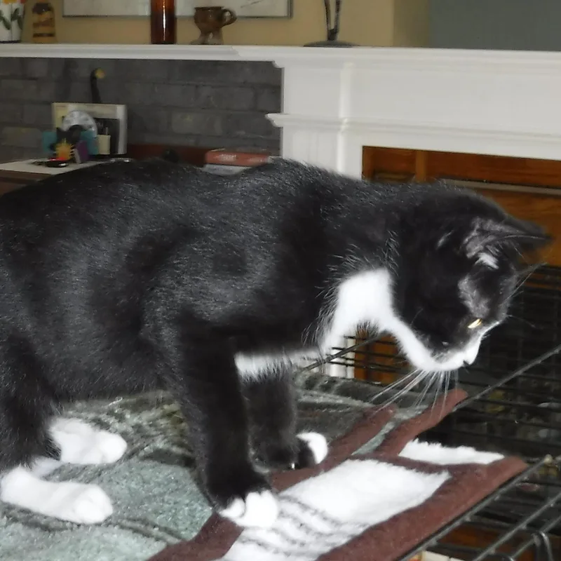 Emmett  Outgoing and thumbnail 2