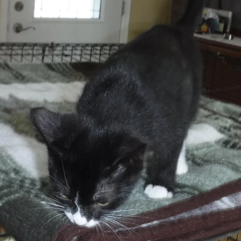 Emmett  Outgoing and thumbnail 4