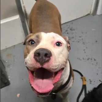An adult medium-sized female American Bully dog named Celine for adoption in Berea, KY