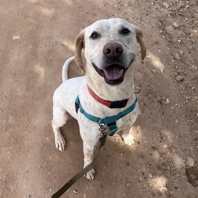 An adult medium-sized male Yellow / Tan / Blond / Fawn Labrador Retriever dog named Julian for adoption in Kanab, UT