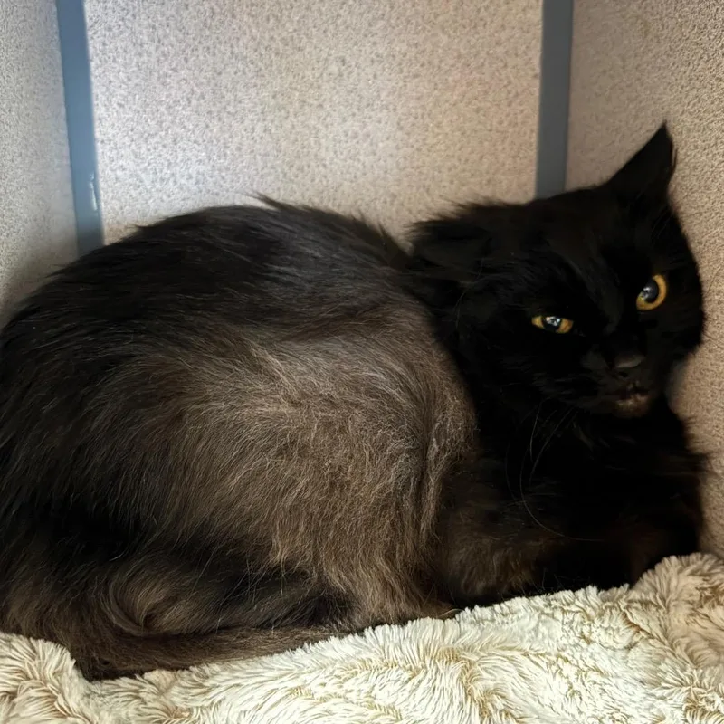 A senior medium-sized female Domestic Medium Hair cat named Chloe for adoption in Cambria, CA