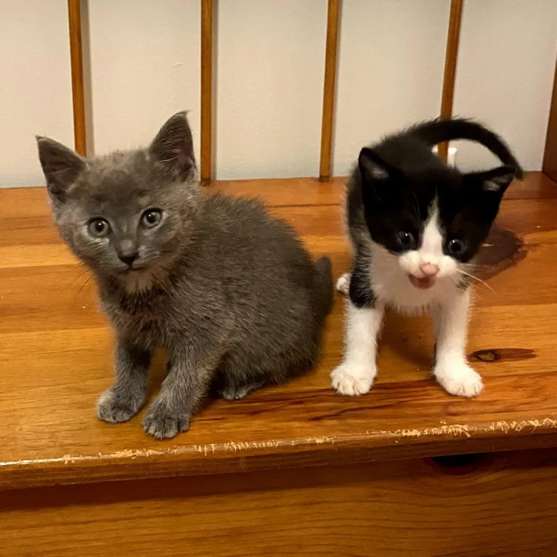 A baby small-sized female Gray / Blue / Silver Domestic Short Hair cat named Jo for adoption in Walnut Cove, NC