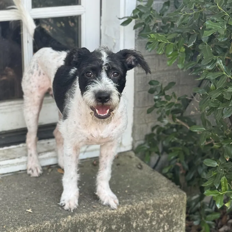 A young medium-sized male Wirehaired Terrier dog named Scout for adoption in Dallas, TX