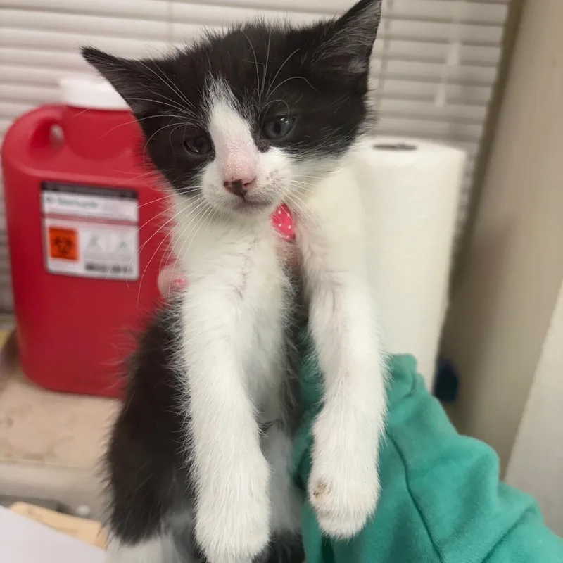 A baby small-sized male White Domestic Short Hair cat named Michael for adoption in Pekin, IL
