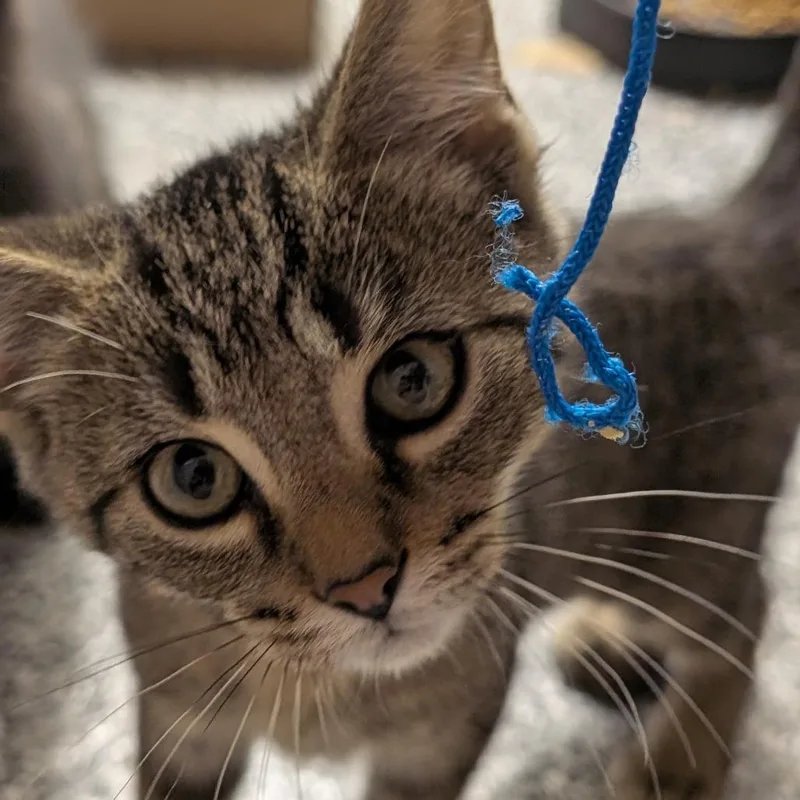 A baby small-sized male Brown / Chocolate Domestic Short Hair cat named Rampart Ro for adoption in Eaton Rapids, MI