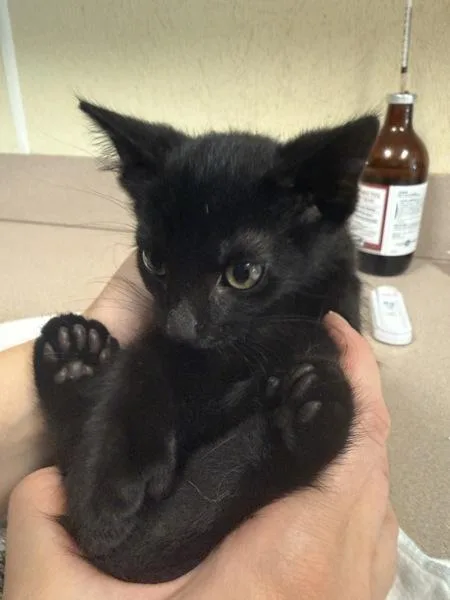 A baby small-sized male Domestic Short Hair cat named Mike Wazowski for adoption in Salisbury, MD