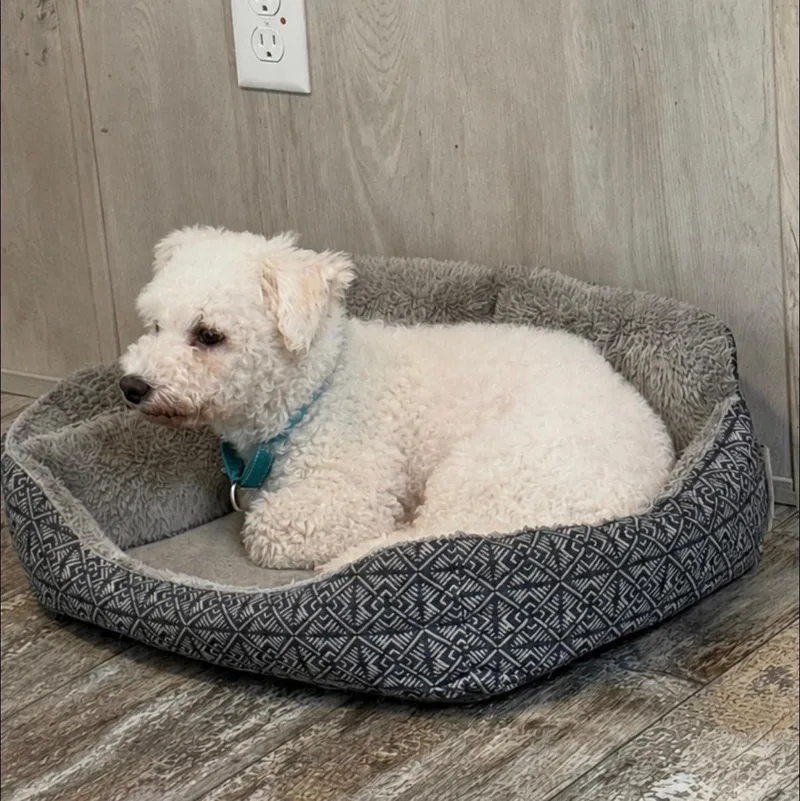 An adult small-sized female White / Cream Bichon Frise dog named Harper for adoption in Blue Springs, MO