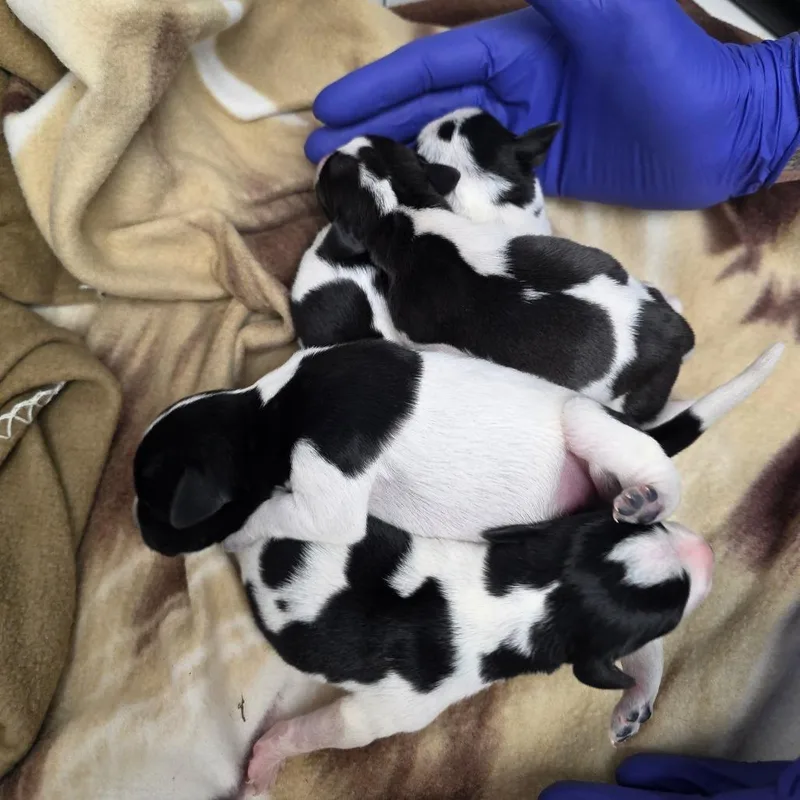 A baby small-sized male Black Cattle Dog dog named Bandit for adoption in Duncan, OK