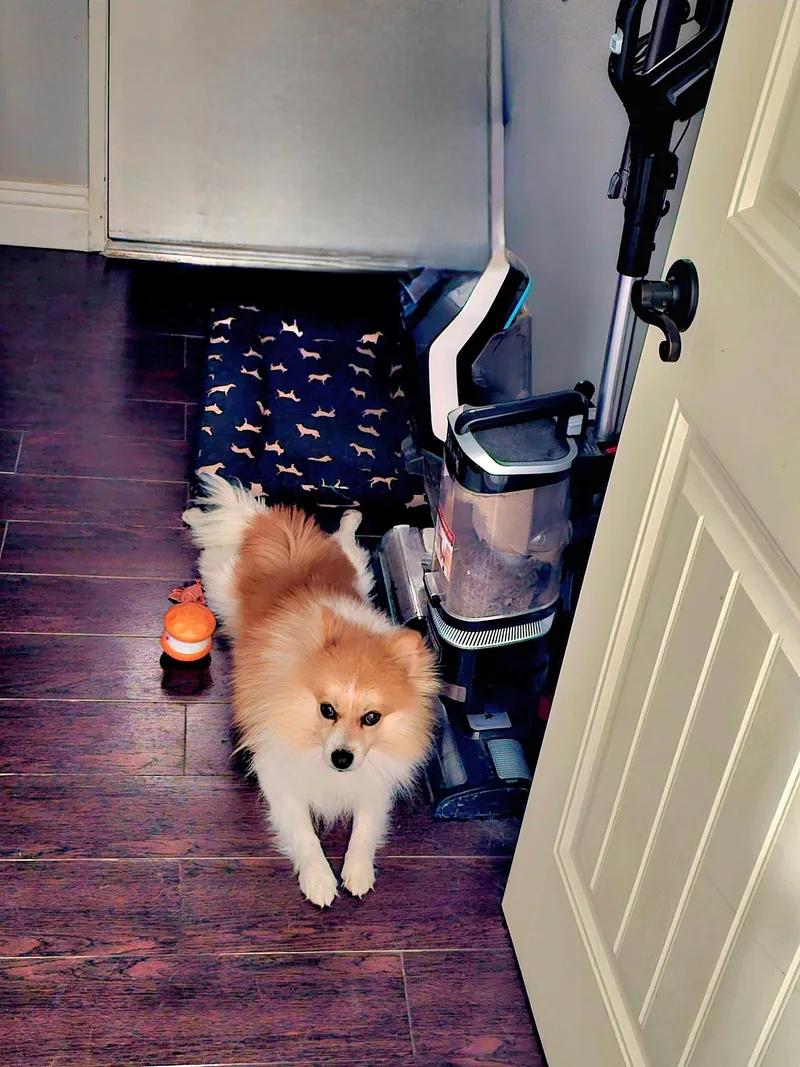 Cobyfloofy Red Sable Bff