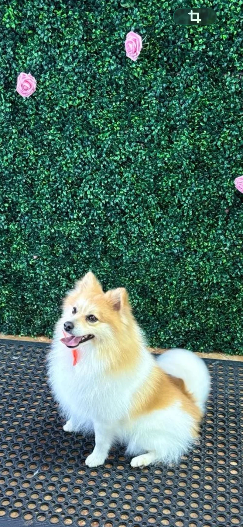 Cobyfloofy Red Sable Bff thumbnail 3