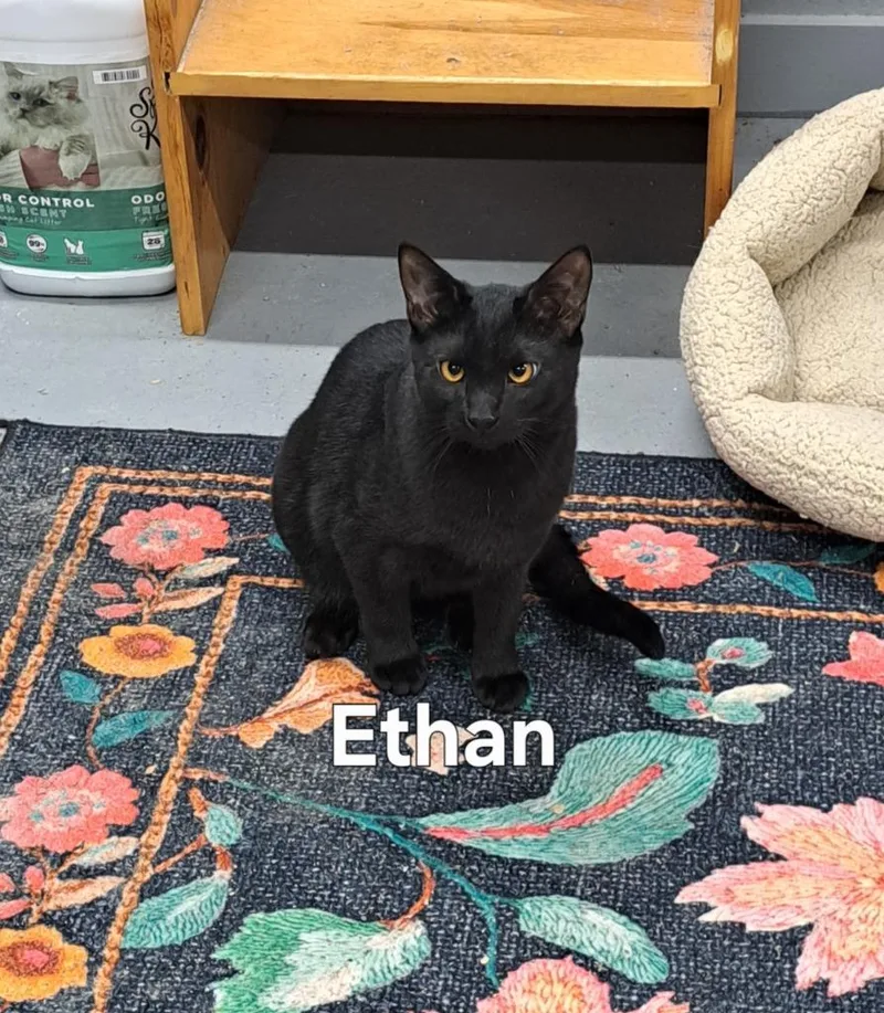A young medium-sized male Domestic Short Hair cat named Ethan for adoption in Plattsburgh, NY