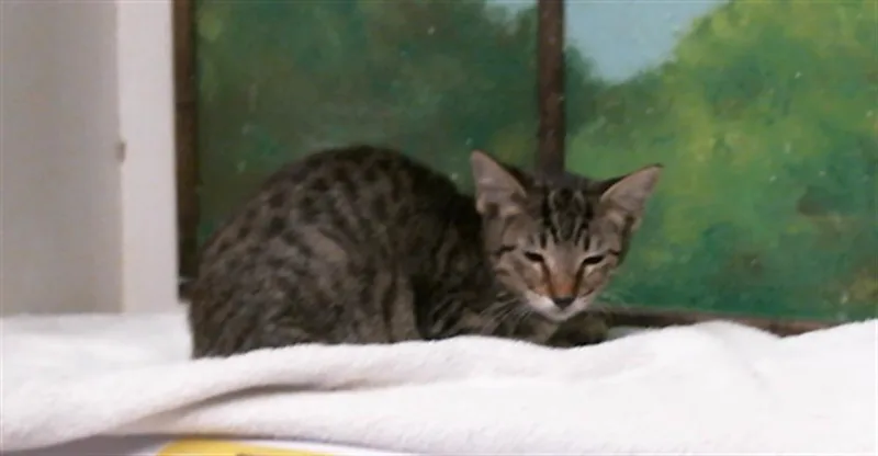 A baby small-sized female Domestic Short Hair cat named Heidy for adoption in Houston, TX