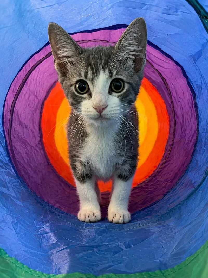 A baby medium-sized male Gray & White Domestic Short Hair cat named Levi Grey for adoption in Plano, TX