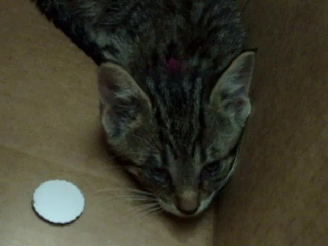 A baby medium-sized male Domestic Short Hair cat named Jordan for adoption in Dallas, TX