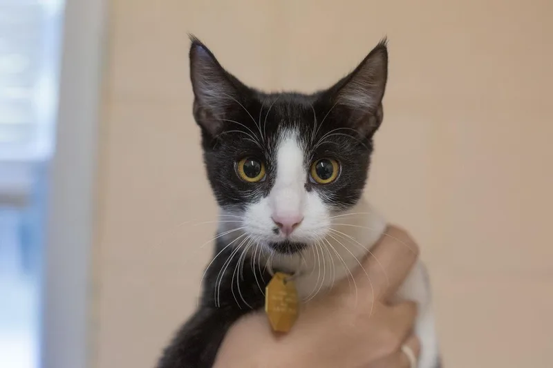 A baby small-sized male Domestic Short Hair cat named Spam for adoption in Mountain Home, AR