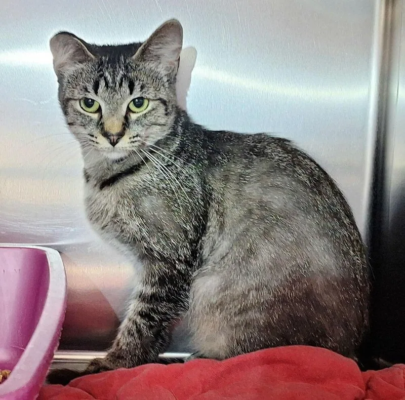 A young medium-sized female Domestic Short Hair cat named Dolce for adoption in Ferndale, MI