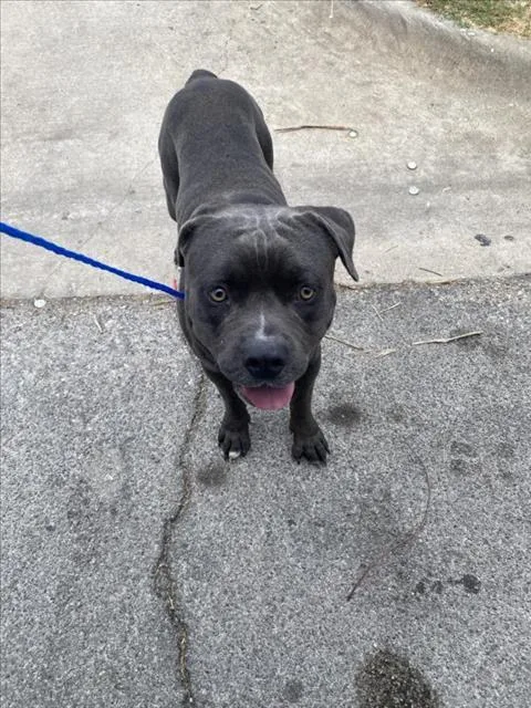 A young large-sized male Mixed Breed dog named Mr Gray for adoption in Dallas, TX