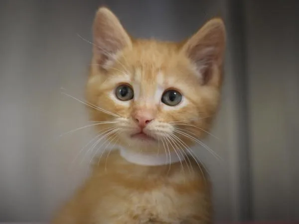 A baby small-sized male Domestic Short Hair cat named Spongebob for adoption in Portland, OR