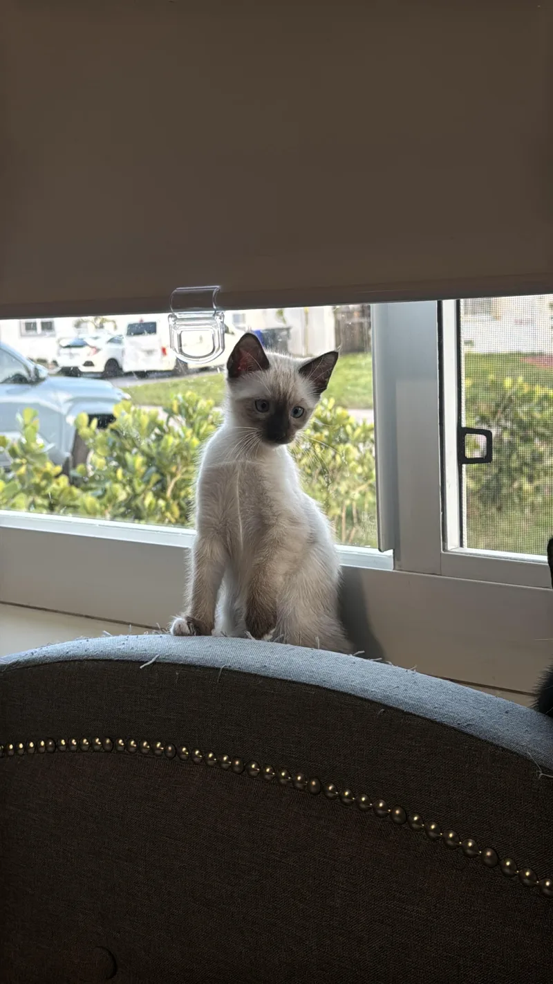 Spider Lily thumbnail 2