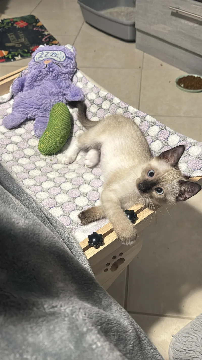 Spider Lily thumbnail 3