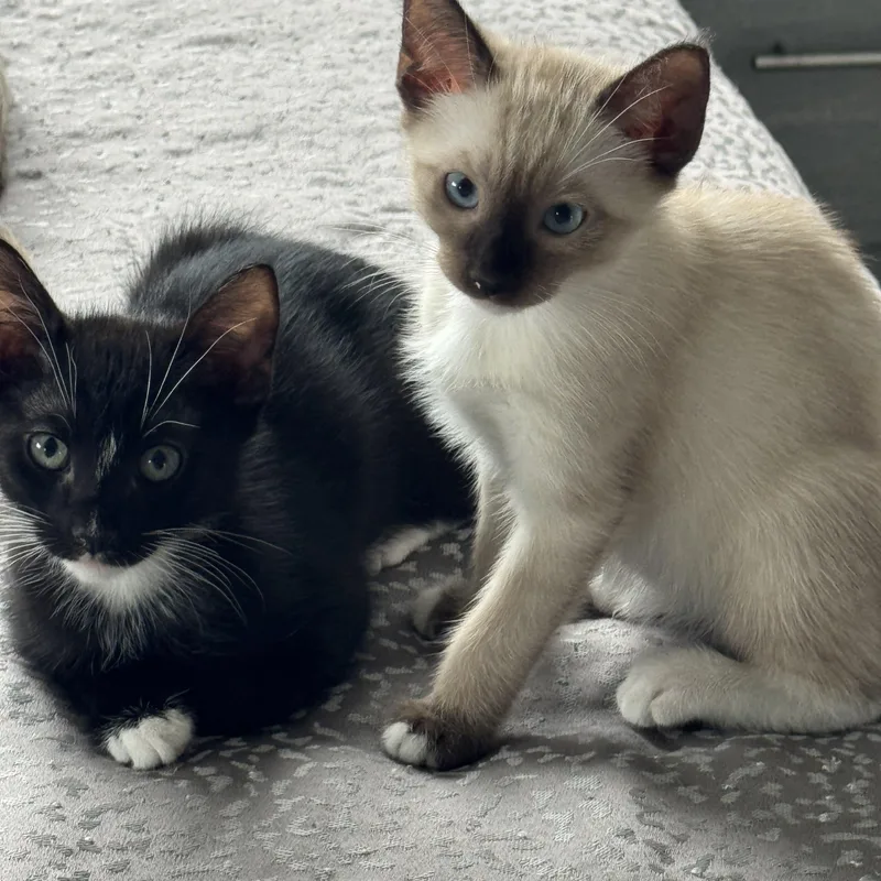 Spider Lily thumbnail 4