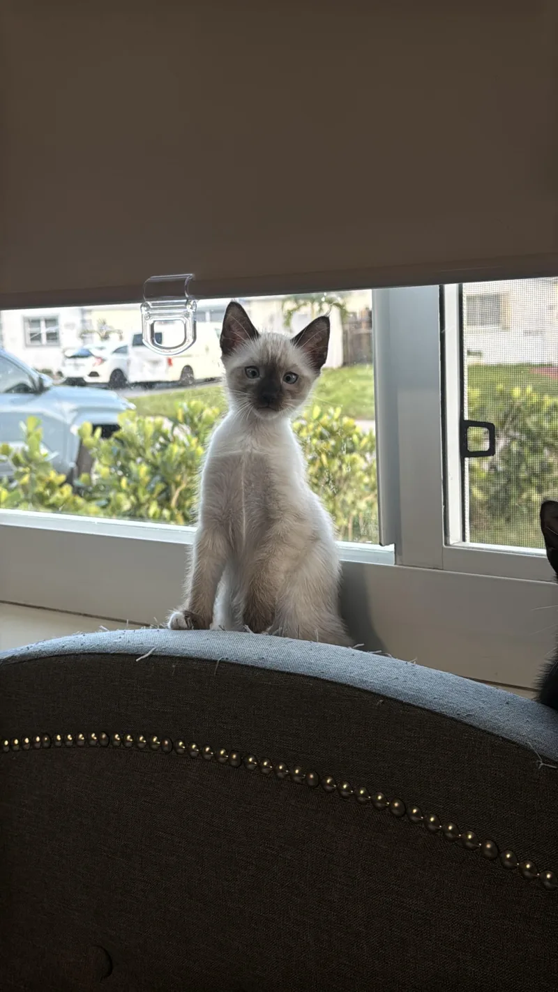 Spider Lily thumbnail 5