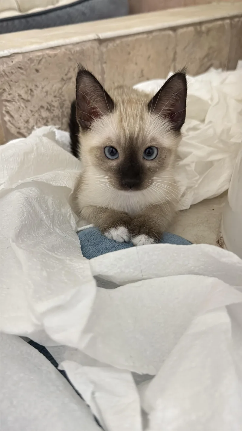 Spider Lily thumbnail 6