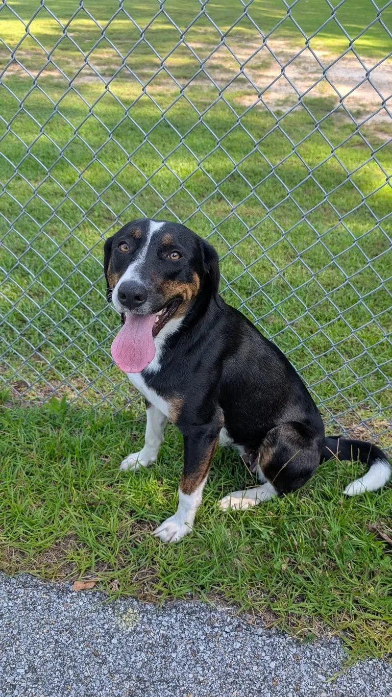 An adult large-sized female Tricolor (Brown, Black, & White) Hound dog named Kay for adoption in Marion, MS