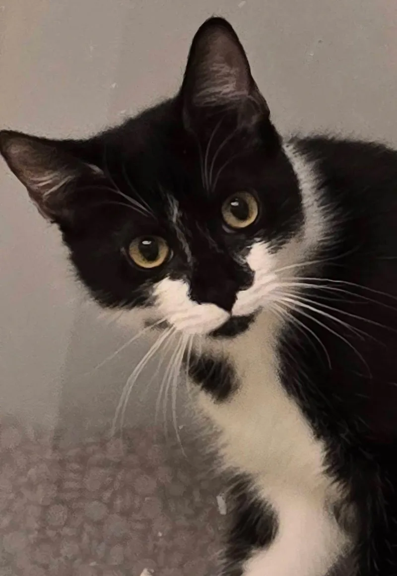 A young medium-sized female Black & White / Tuxedo Domestic Short Hair cat named Clove for adoption in Pittsboro, NC