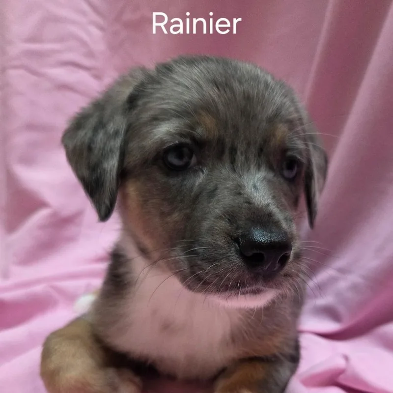 A baby small-sized female Mixed Breed dog named Rainier for adoption in Naperville, IL
