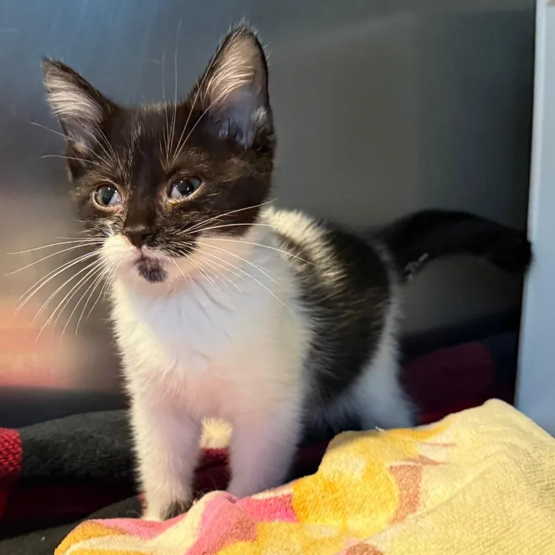 A baby small-sized female White Domestic Short Hair cat named Diamond for adoption in Cedaredge, CO
