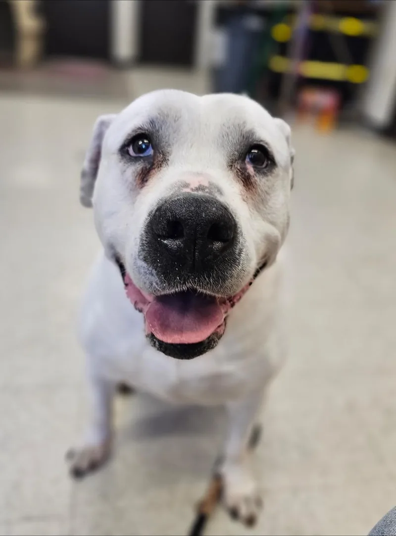 A senior large-sized male White / Cream American Bulldog dog named Wilbur for adoption in Bay City, MI