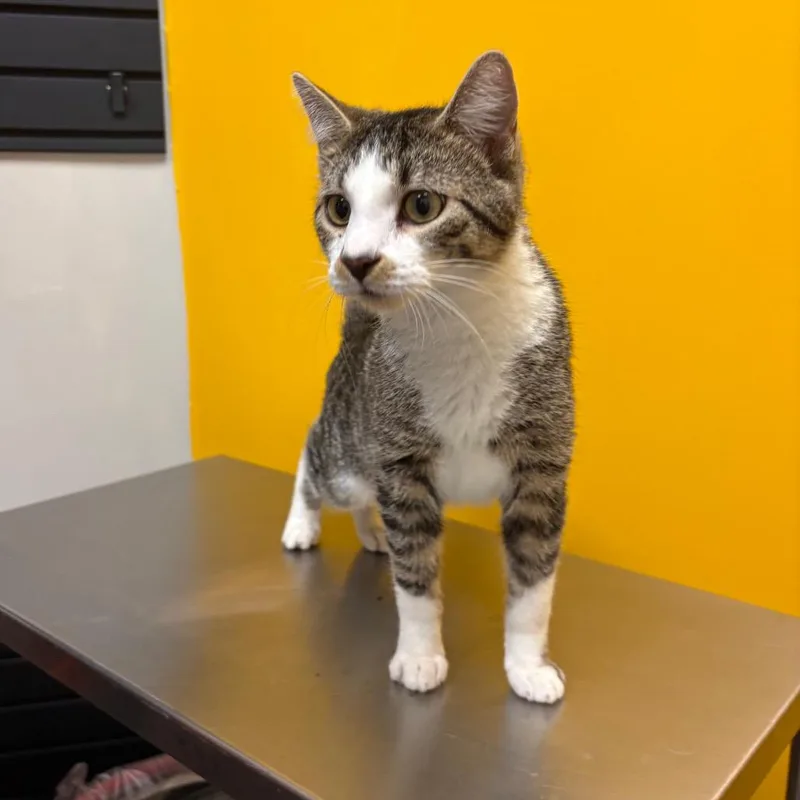 An adult small-sized male Brown / Chocolate Domestic Short Hair cat named Bieber for adoption in Saint Paul, MN