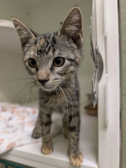 An adult small-sized female Domestic Short Hair cat named Misty for adoption in Mansfield, TX