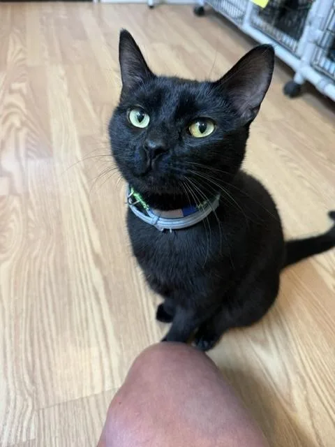 A young large-sized male Black Domestic Short Hair cat named Binx for adoption in Millerstown, PA