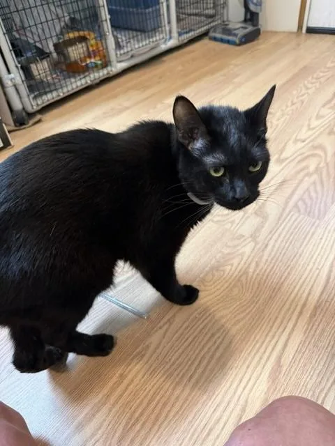 Binx thumbnail 2