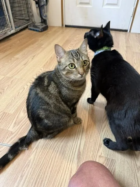 Binx thumbnail 3