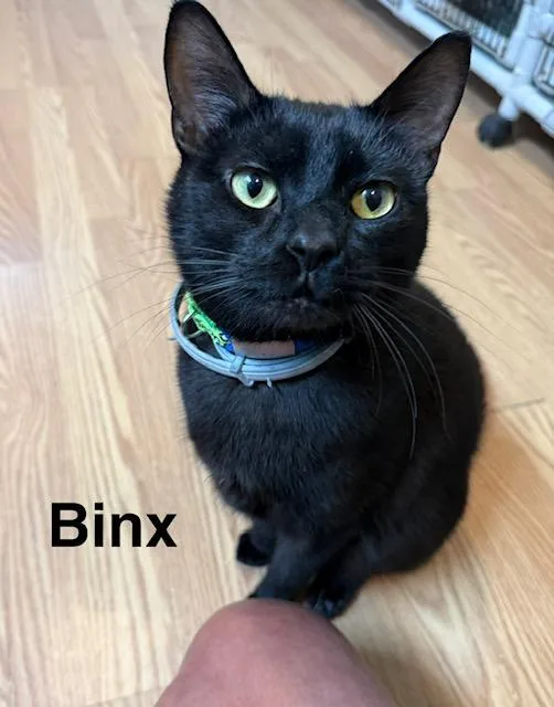 Binx thumbnail 4