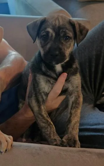 A baby large-sized female Bicolor Mastiff dog named Magenta for adoption in South Elgin, IL