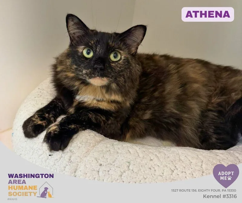 Athena